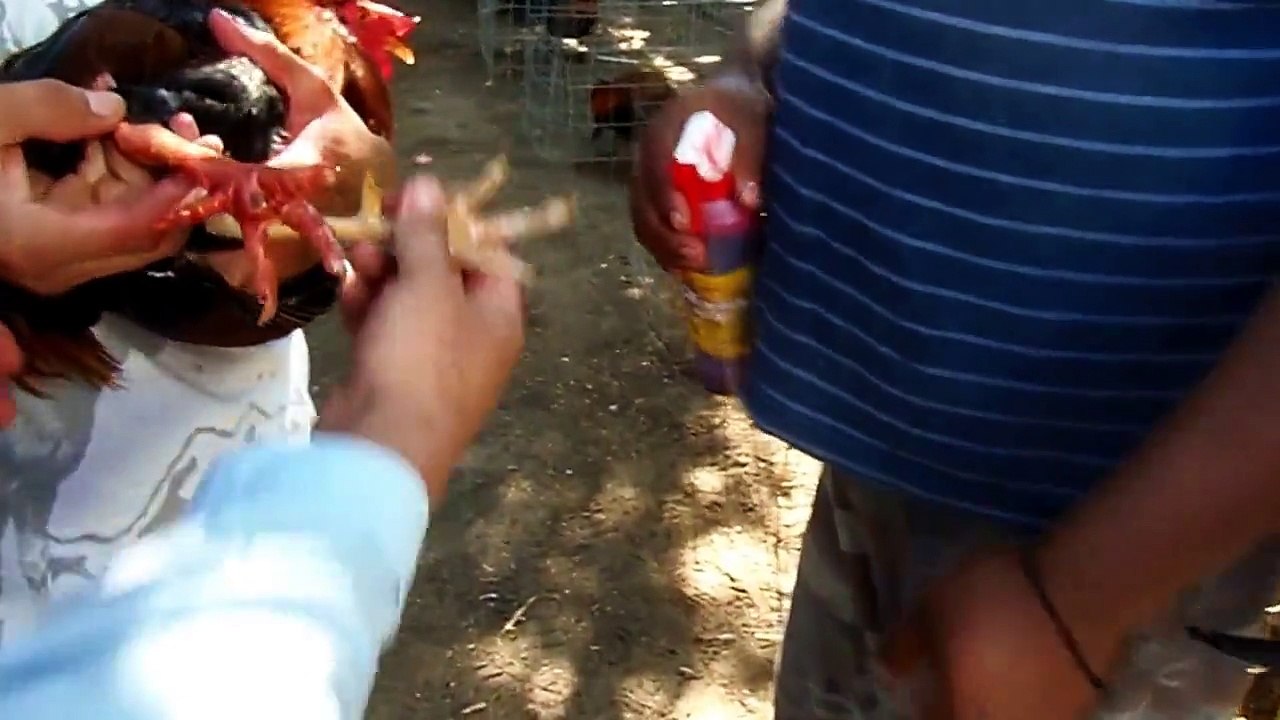 cuidados en el gallo de pelea