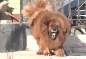 Lion Dog Tibetan Mastiff | US $ 2.5 Million Dog