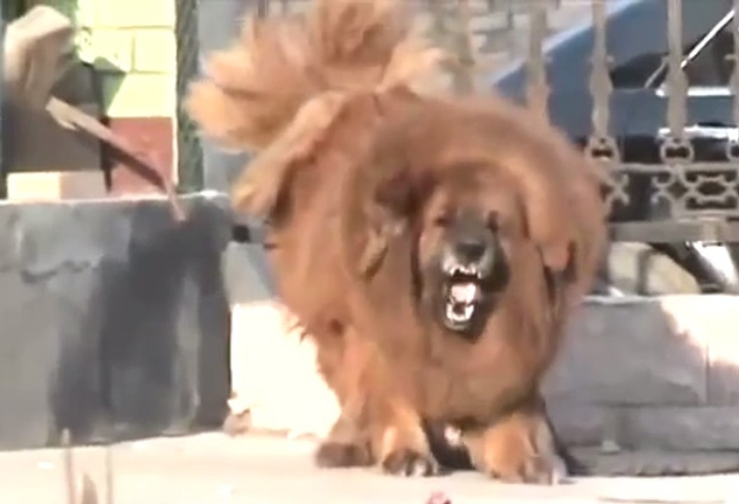 Lion Dog Tibetan Mastiff | US $ 2.5 Million Dog