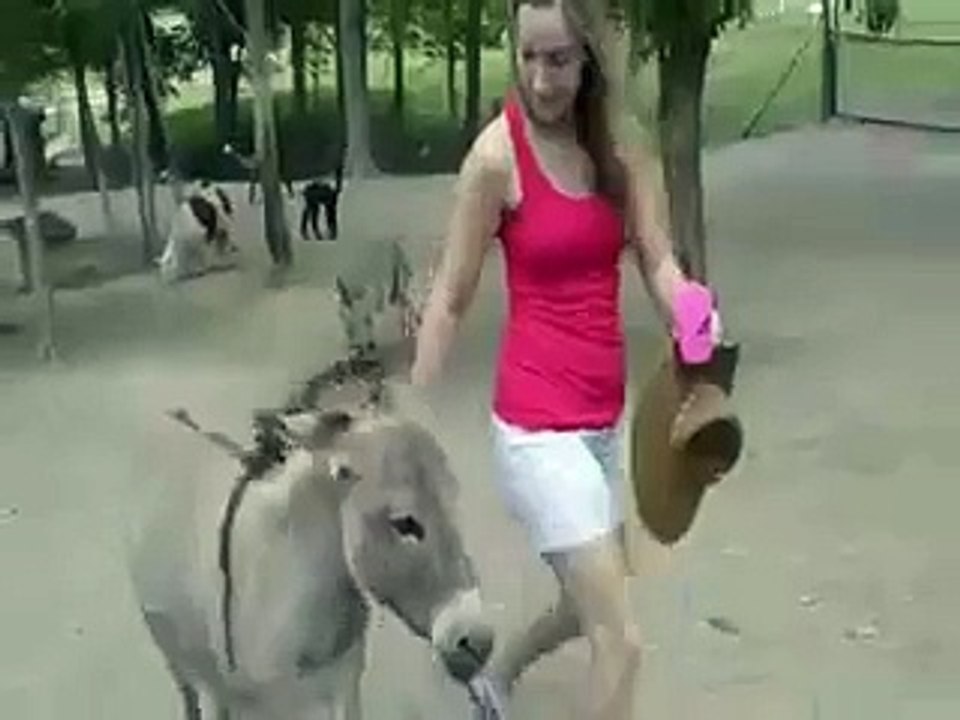 Funny  Accident Zoo
