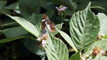 White Admiral butterfly, Rushbeds Wood, Oxon