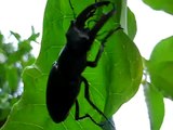 Hirschkäfer (lucanus cervus) 1/ stag beetle