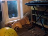 dog plays with squeaker toy and sing
