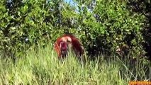 LION PRANK! Funny Dog dressed as lion scares people