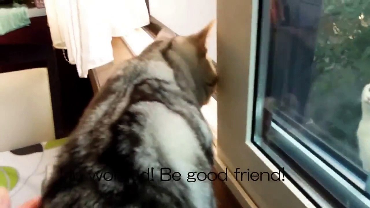 初めて野良猫に話しかけられ猫語で対応に困る猫～シャーっと威嚇されてチビリそう-Ame was talked a wild cat for the first time