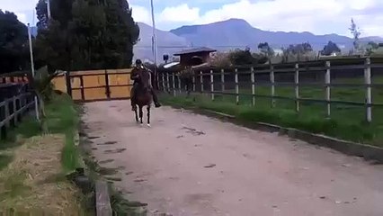 SAMSARA DE GRAN DINASTIA