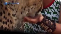 Cheetah attacked reporter. Cheetah attack the people! / Animal Attacks on Human - Nat Geo