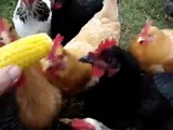 Chickens devouring ear of corn