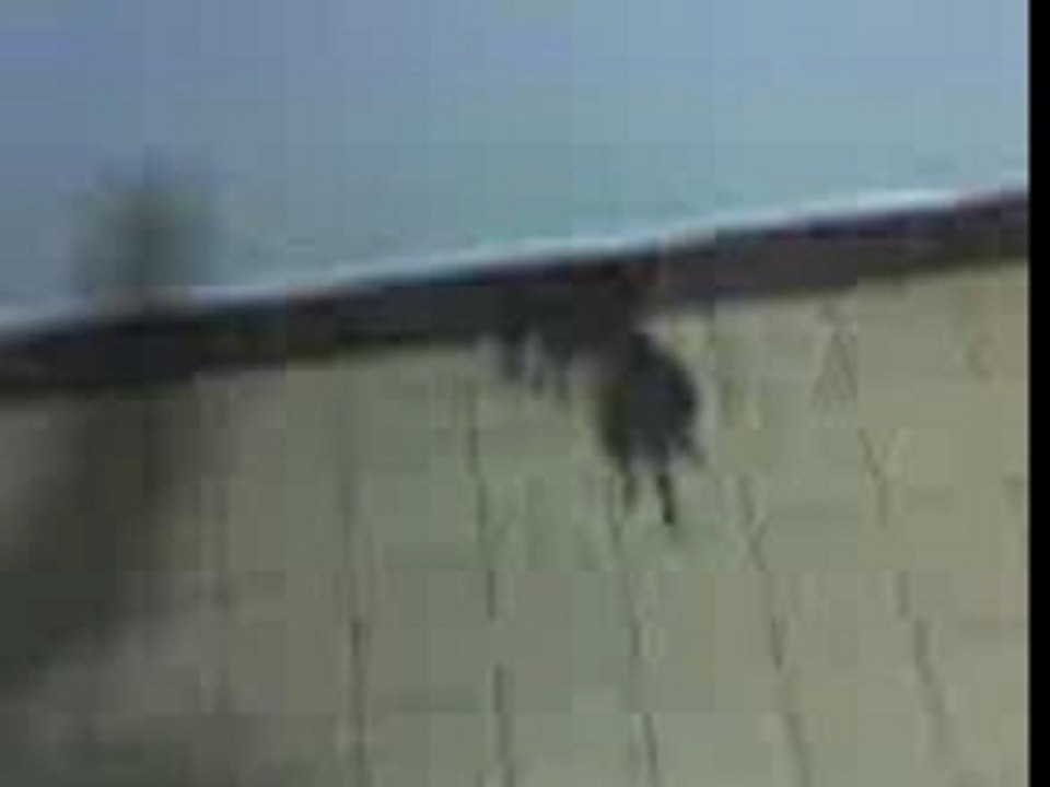 le rat du lycée carriat