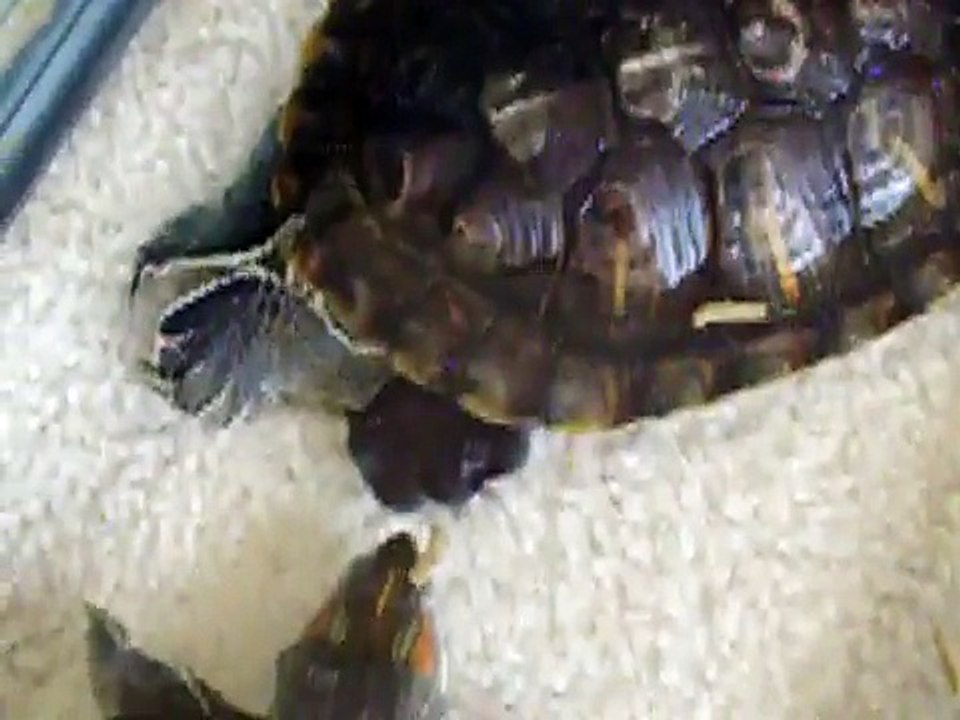 Black Blob Coming out my Red Eared Slider Turtle. What izz It?