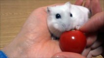 ミニトマトの皮を吐き捨てるハムスター　Hamster bites into a cherry tomato