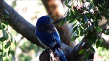 Western Scrub Jay video with Canon  SX40 HS.