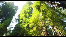 PAISAJES DEL PARQUE NACIONAL REDWOOD - 4K 60fps - ULTRA HD - 2160p