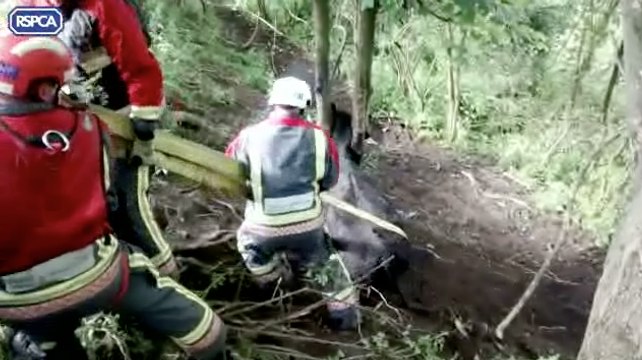 Don't Have a Cow! We're Here to Rescue Her and That's No Bull