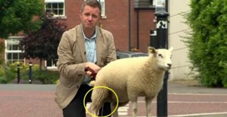 Lamb Is So Excited To Be On TV, It Pees On Reporter