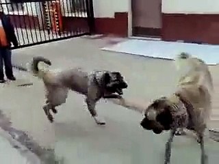 Kurdish Kangal vs.Kurdish Kangal