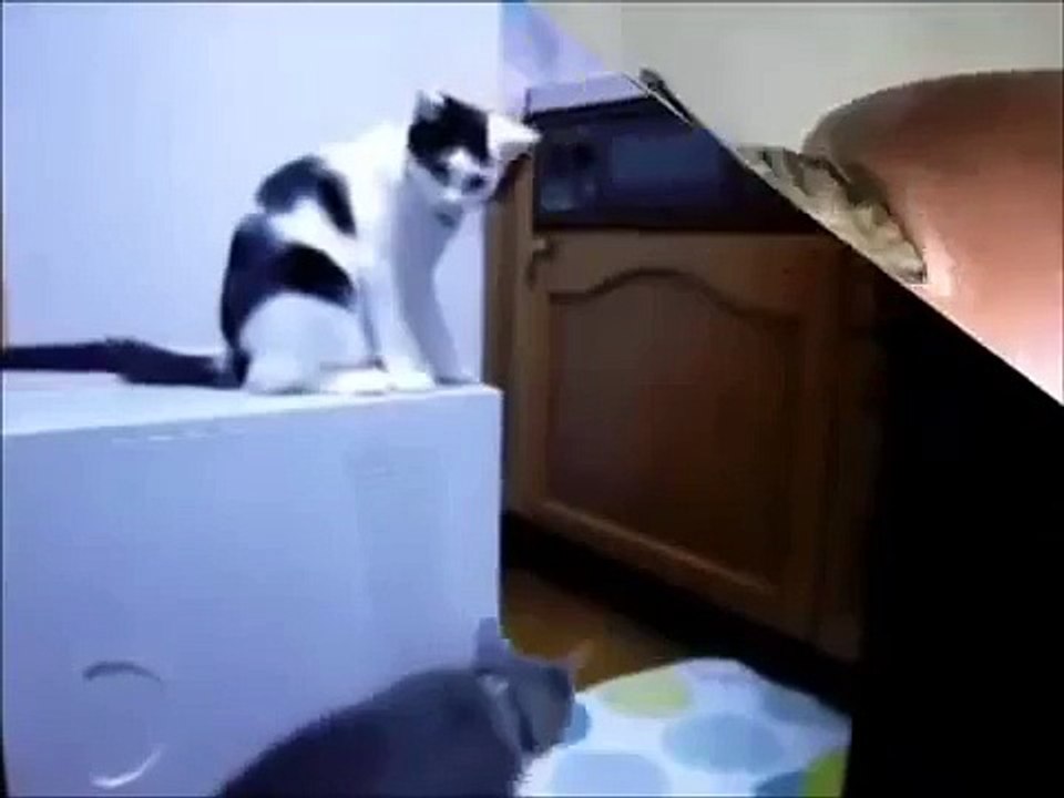 Perverted cat