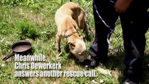 Terrified Bait Dog Rescued In Detroit - Are They Too Late?