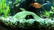 KRIBENSIS Cichlid fish courting and ready to breed