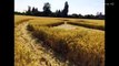 Crop Circles 2015 - Pontecurone, Alessandria, Italy - 2th june 2015 - UFO 2015 UK