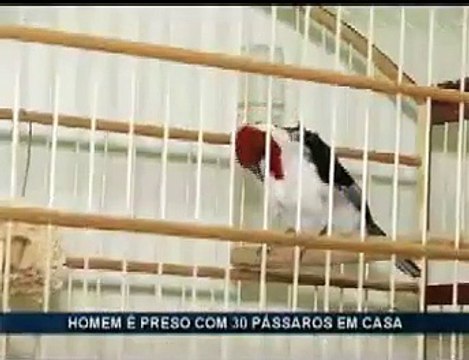 Apreensão de aves silvestres