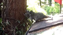 Maman raton laveur montre à son petit comment grimper dans un arbre