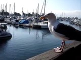Seagulls are smart birds