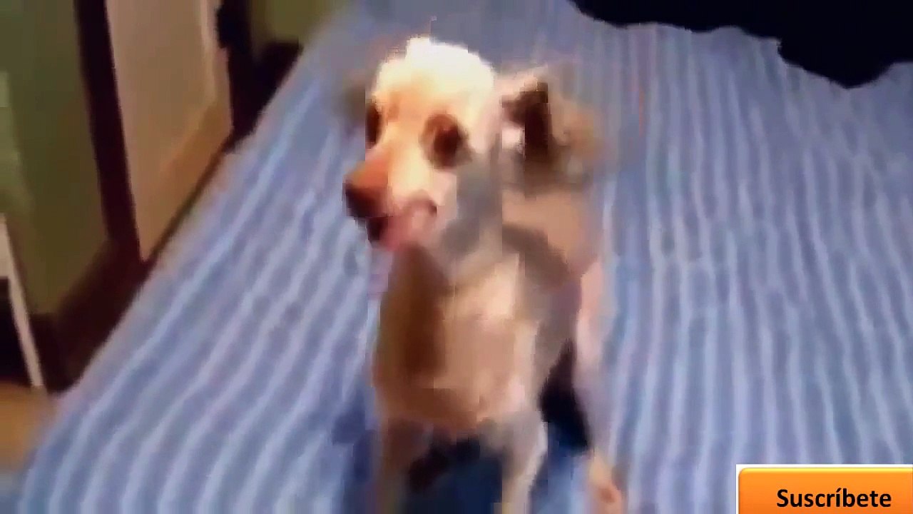 Amusant d'animal, des vidéos. Drôle de animaux