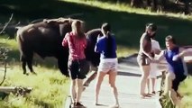 Animal drôle Vidéos - Drôle attaques d'animaux