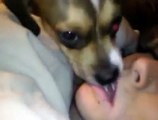 Dog kisses sleeping girl in the mouth