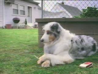 Chien qui fume