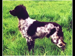 THE BEST EPAGNEUL BRETON HAVE EVER DE BORNED NO2.EPANIEL BRETON.ΕΠΑΝΙΕΛ ΜΠΡΕΤΟΝ