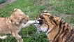 Animal Videos For Children : Baby Lion And Tiger Cub Playing, Lion Cub and Tiger Cub Having Fun