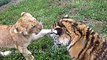 Animal Videos For Children : Baby Lion And Tiger Cub Playing, Lion Cub and Tiger Cub Having Fun
