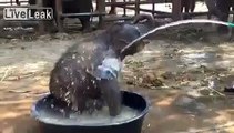 Baby elephant having a playful bath !!! [Documentary Animal and Nature]
