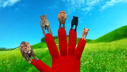 Lion Finger Family | Animal Finger Family Songs & Nursery Rhymes For Children from Monster Kids