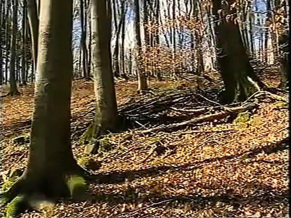 Buchenwald im Vogelsberg