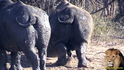 Rhino Scratching its Testicles.