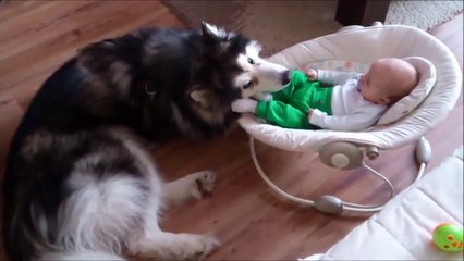 Alaskan Malamute watches over 4-month-old baby