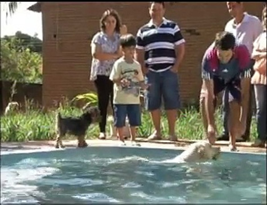 Labrador herói