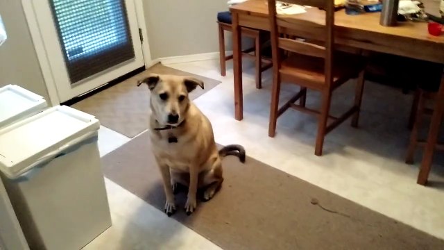 My dog gets super excited at the food bin being opened, yet she's very well disciplined