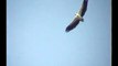 Sea-Eagle, White-bellied in flight- Haliaeetus leucogaster