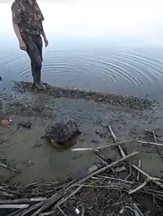 Giant turtle in Amur