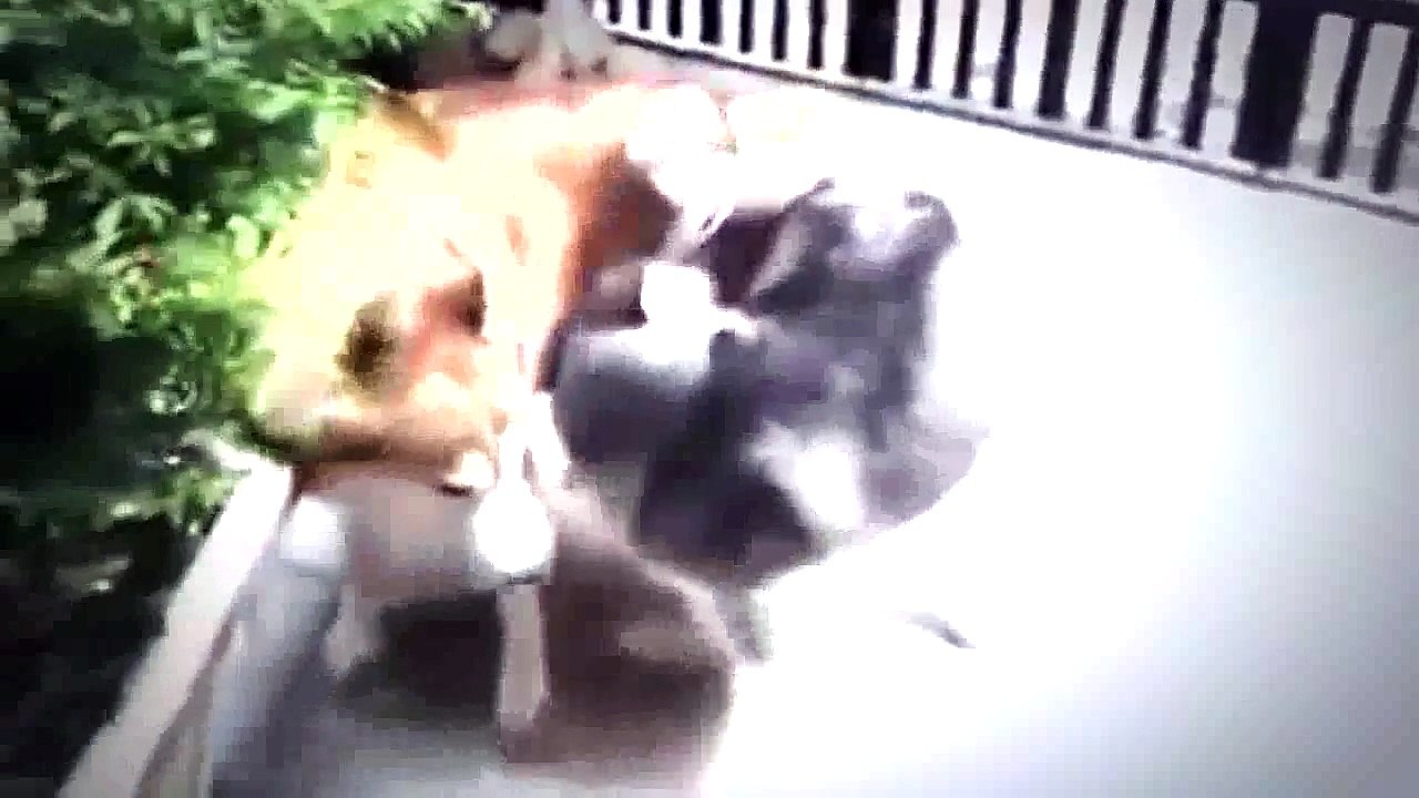 Siberian Husky Screams Giving Birth While Standing! 2015