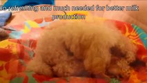 Toy Poodle Dog Giving Birth To Puppies