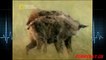 Hyena Giving Birth real life ☆ Mammals Birth Tv