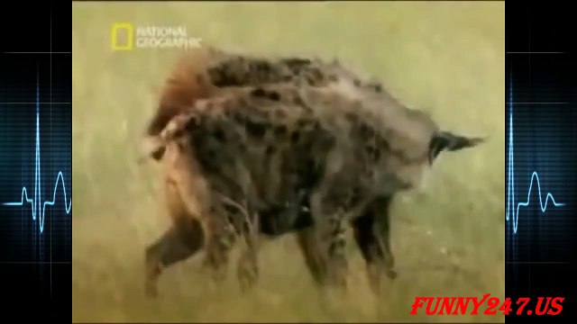 Hyena Giving Birth real life ☆ Mammals Birth Tv