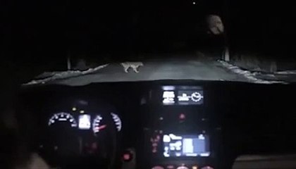 Dog steals woman's car