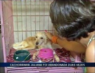 Abandono de animais