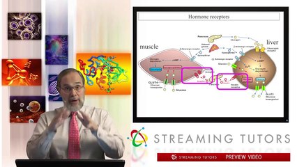 Biochemistry   Intergration of Metabolism 2 tutorial
